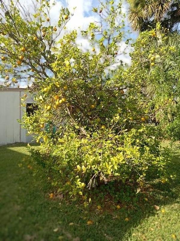 1973 Twin  Home