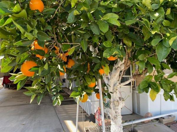 1995 Cavco Manufactured Home