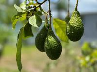 1993 Homes of Merit Mobile Home