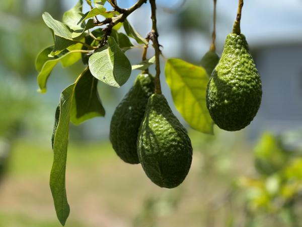 1993 Homes of Merit Mobile Home