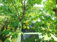 1973 Cari Manufactured Home