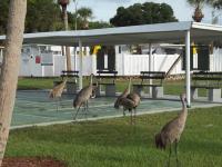 1979 Manufactured Home