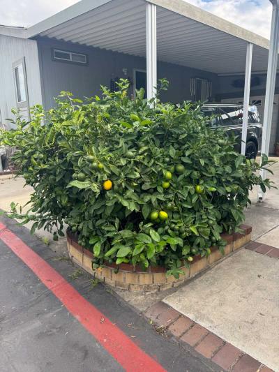 Photo 5 of 27 of home located at 16444 Bolsa Bica St #74 Huntington Beach, CA 92649