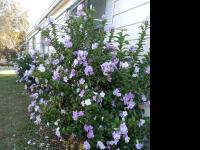 1983 SUNM HS Mobile Home