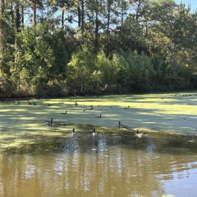 Photo 5 of 29 of home located at 150 English Lane Thomasville, GA 31792