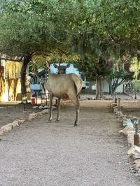 1998 Chariot Manufactured Home