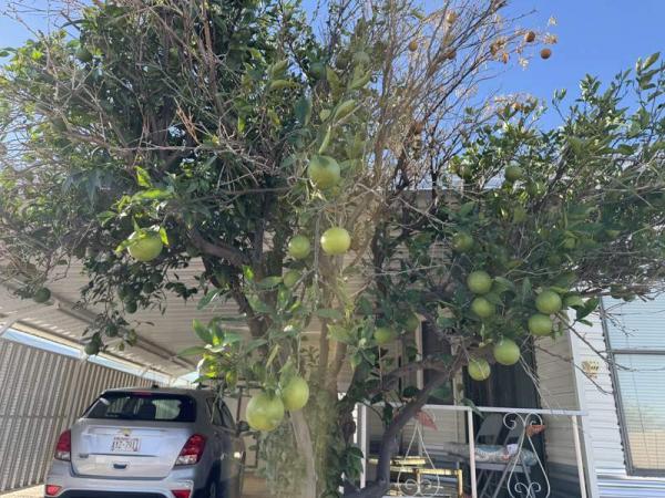 1990 Skyline Manufactured Home