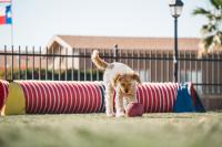 2014 CAVCO Mobile Home