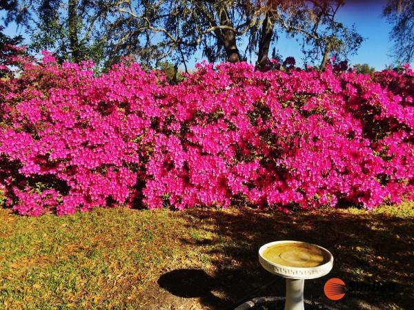 1981 SHER Mobile Home