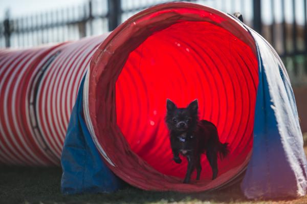 2025 Cavco 110DP28442P Mobile Home