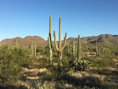 Photo 4 of 14 of home located at 3115 N Fairview Ave Lot 191 Tucson, AZ 85705