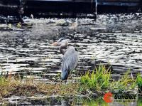 1970 Skyline Mobile Home