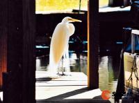 1970 Skyline Mobile Home