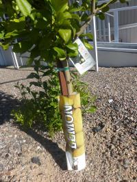 1980 Skyline Mobile Home