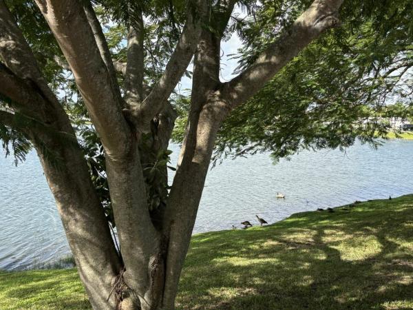 2025 Palm Harbor - Plant City Raleigh w/ Rear Porch - POWER Mobile Home