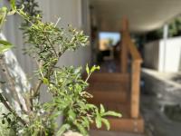 1971 Casa Vegas Mobile Home