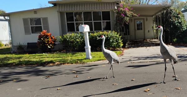 1973 BOAN Mobile Home