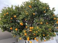 1989 Unknown Manufactured Home