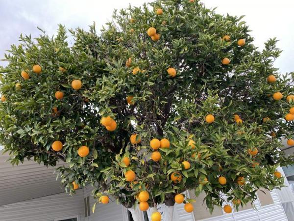 1989 Unknown Manufactured Home