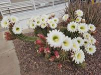 1997 Cavco Manufactured Home