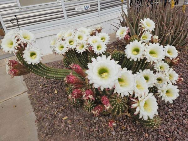 1997 Cavco Manufactured Home