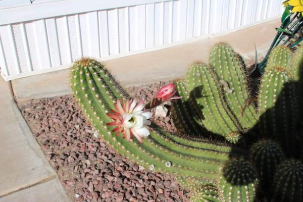 1997 Cavco Manufactured Home