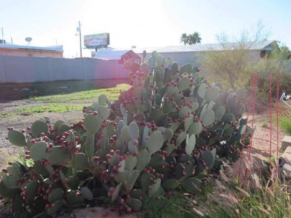 1987 Cavco Manufactured Home