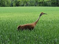 2017 Clayton  Manufactured Home