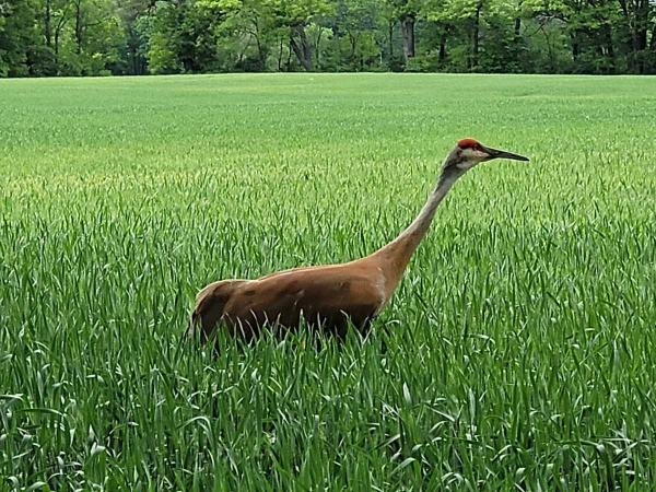 2017 Clayton  Manufactured Home