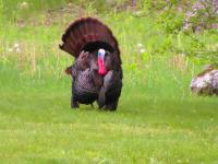 2017 Clayton  Manufactured Home