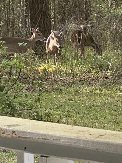 Photo 4 of 20 of home located at 5010 Waldo Rd Gainesville, FL 32609