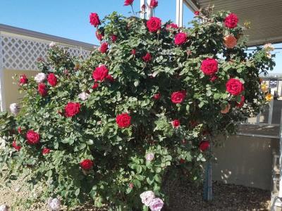 Photo 2 of 28 of home located at 11596 W Sierra Dawn Blvd Lot 349 Surprise, AZ 85378