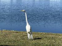 1972 2BD/2BA Mobile Home