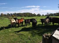 Marshfield Mobile Home