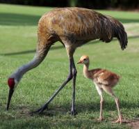 1989 Palm Harbor HS Mobile Home