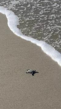 2014 Palm Harbor Vero IV Mobile Home