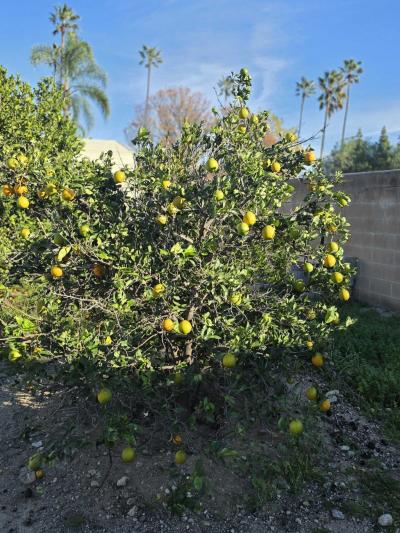 Photo 3 of 24 of home located at 6880 Archibald Ave #142 Alta Loma, CA 91701