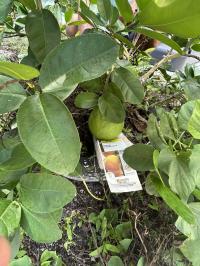 2000 WINN Manufactured Home