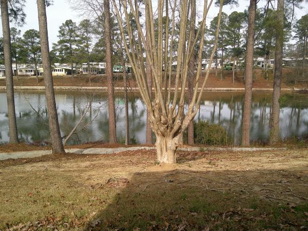 1999 Mascot Mascot Mobile Home