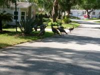 1986 PALM HARBOR Mobile Home