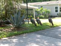 1986 PALM HARBOR Mobile Home