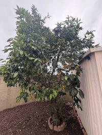 1973 crane Mobile Home