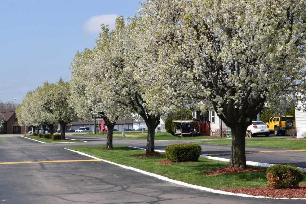 2018 Champion DD1672 CA1L Mobile Home