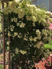 1971 TAMARACK Manufactured Home