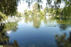 Beautiful stocked lake