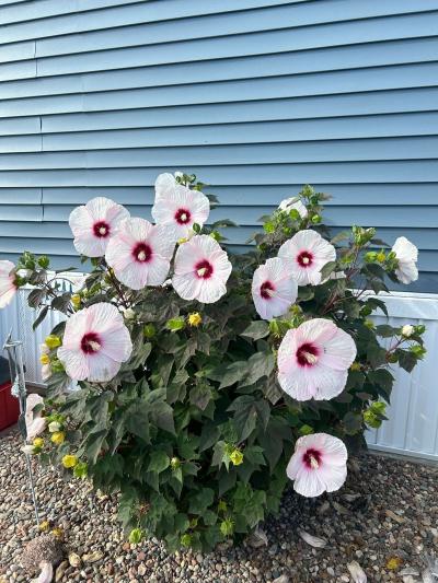 Photo 4 of 17 of home located at 4015 Lost Valley Dubuque, IA 52001