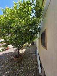 1989 Palm Harbor MH Manufactured Home
