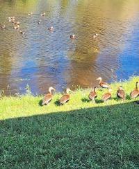 1995 Jacobsen Mobile Home