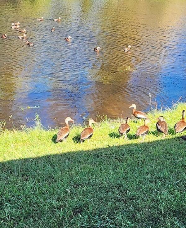 1995 Jacobsen Mobile Home