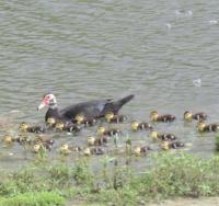 1995 Jacobsen Mobile Home